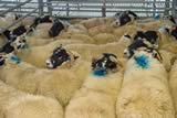 First prize pen of Blackface Lambs-7